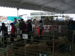 phoca_thumb_l_fotosnoviembre2012 2522